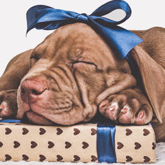 GIFTS FOR ANIMAL LOVERS