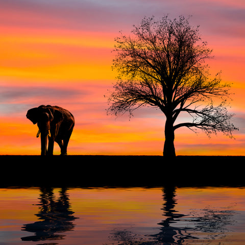 AFRIQUE