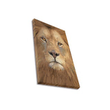 Magnificent Lion Canvas Print