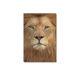 Magnificent Lion Canvas Print